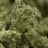 White Widow - Image 3