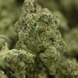 White Widow
