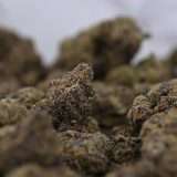 Berry Bliss - Image 3