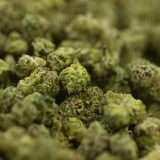 Teds Buds Smalls - Zuckaz - Image 3