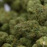 Woodwide - Zkittlez - Image 3