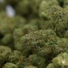Woodwide - Zkittlez