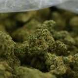 Woodwide - Dutch Treat - Image 3