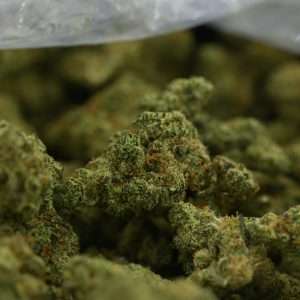 Woodwide - Dutch Treat