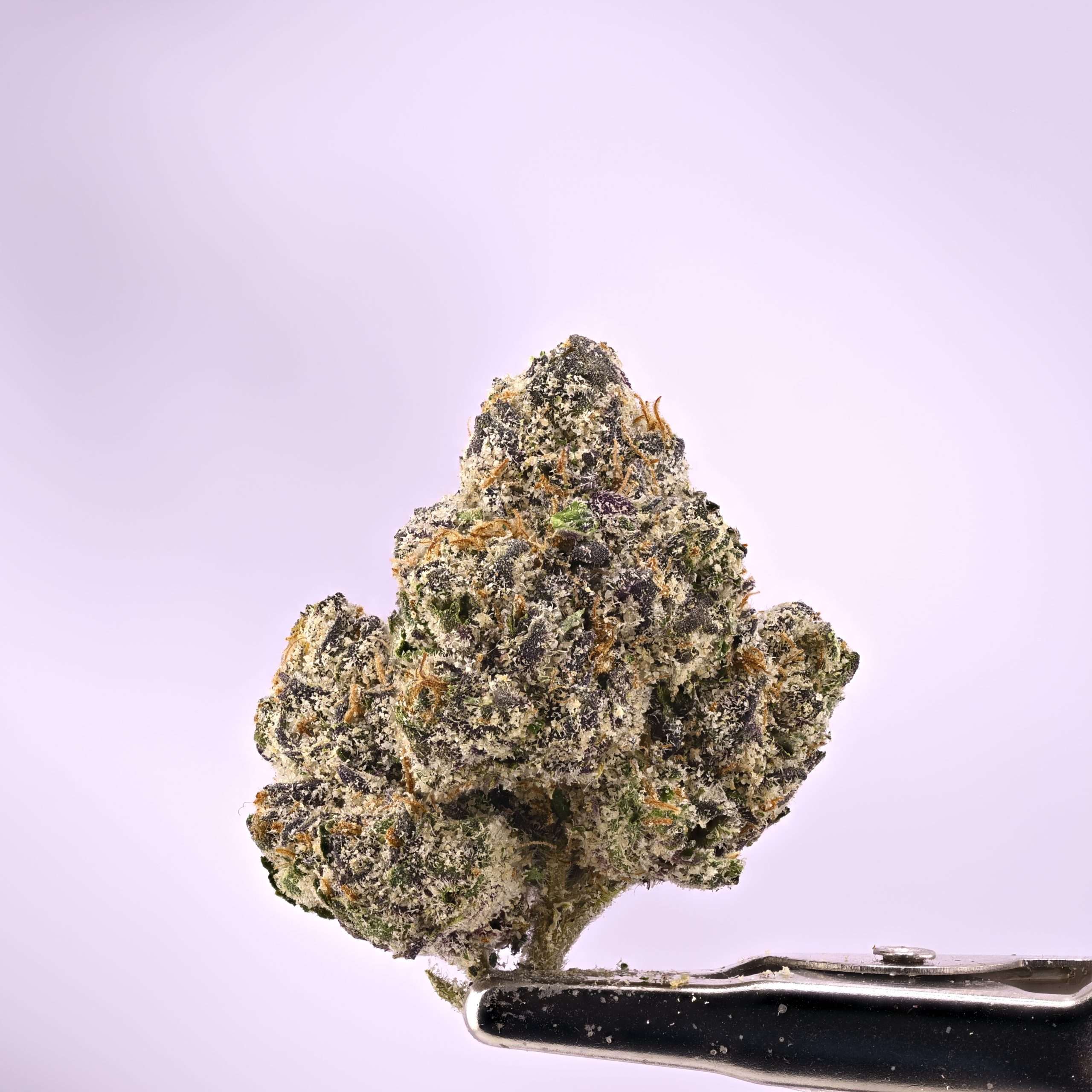 Stacked from 39 images. Method=C (S=1) Jawbreakerz - Image 1