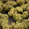 Teds Buds Smalls - King Neptune