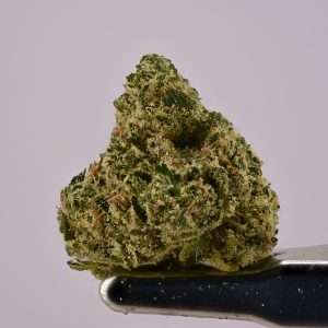 Teds Buds Smalls - King Neptune