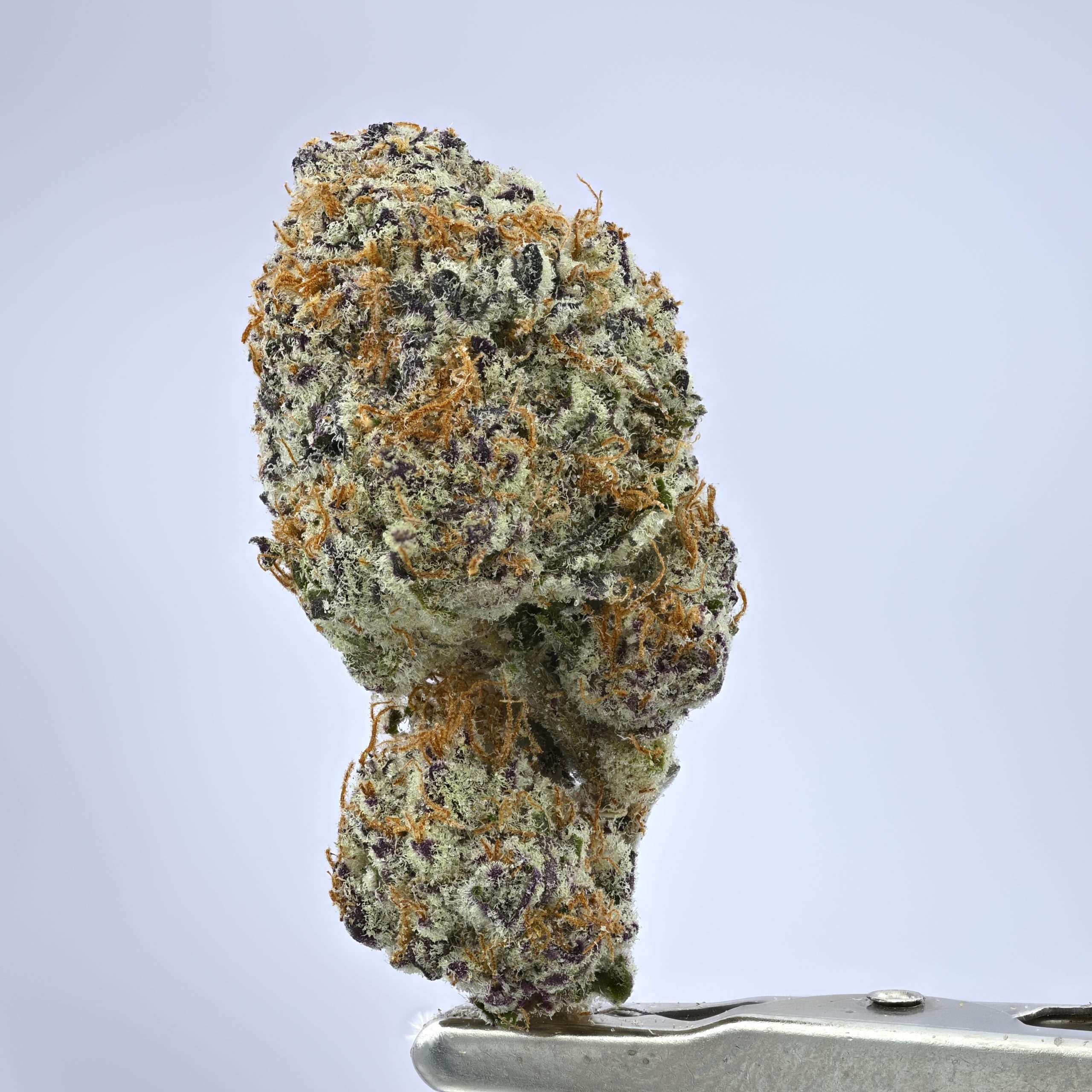 Orange Cookies - Image 1