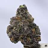 Purple Flamingo - Image 2