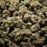 Teds Buds Bigs - Rasberry Uncrustablez - Image 3