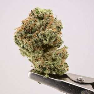 Rose Garden Smalls - SSX Sticky