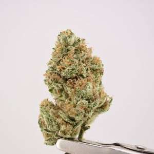 Rose Garden Smalls - SSX Sticky