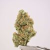 Rose Garden Smalls - SSX Sticky
