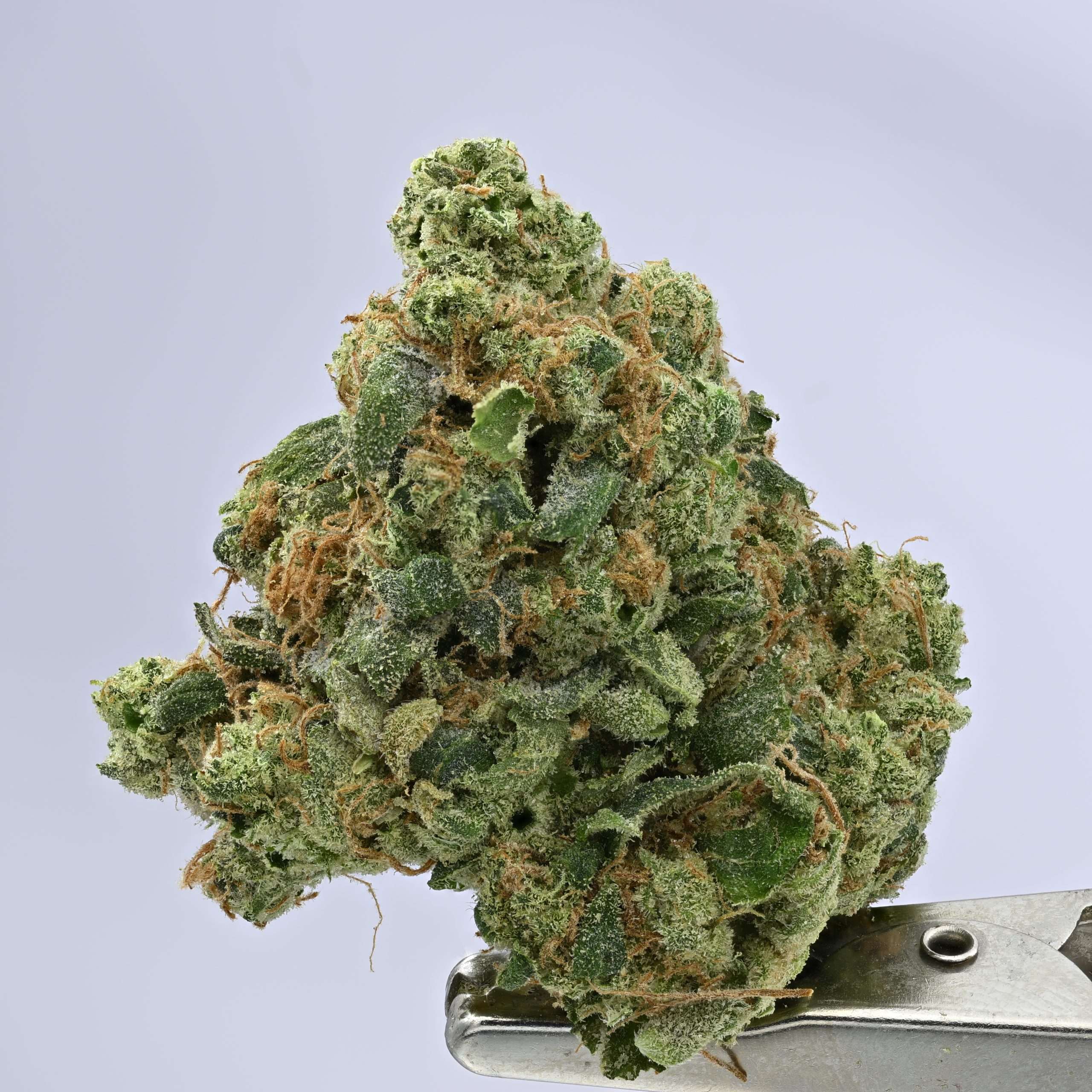 Stacked from 45 images. Method=C (S=1) Sour Diesel - Image 1