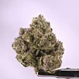 Wizard Trees- Tea Time - Image 2