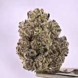 Wizard Trees- Tea Time