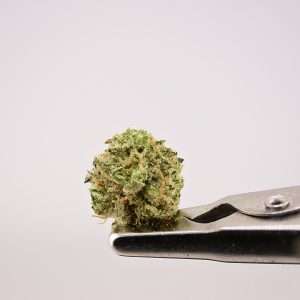 Rose Garden Smalls - Zkittlez