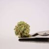 Rose Garden Smalls - Zkittlez