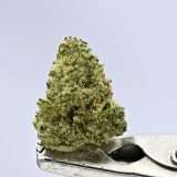 Teds Buds Smalls - Zuckaz - Image 2