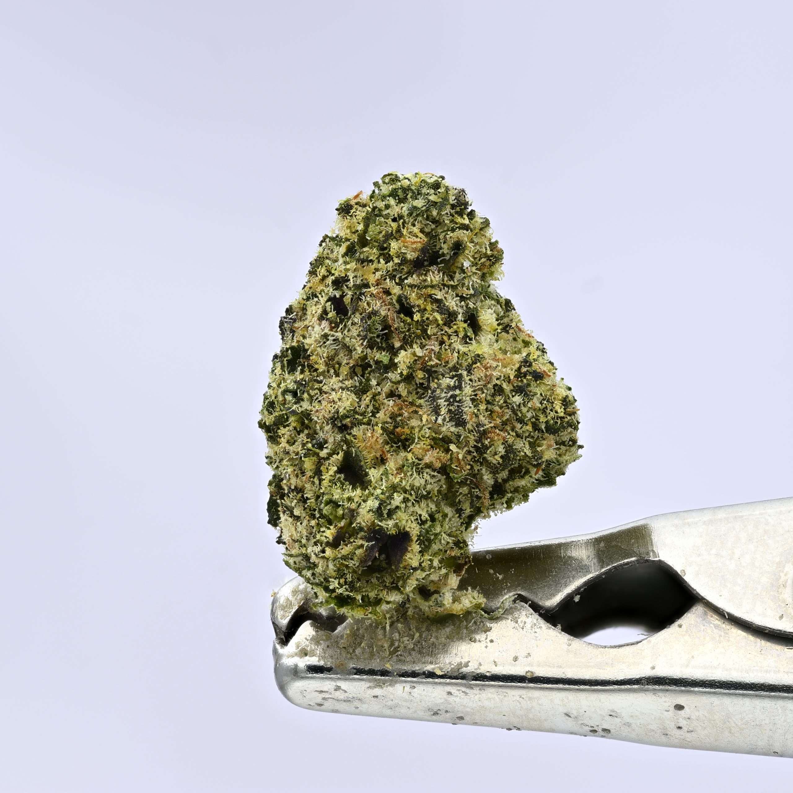 Stacked from 39 images. Method=C (S=1) Teds Buds Smalls - Zuckaz - Image 1