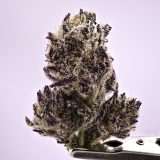 Gorilla Butter - Image 2