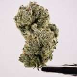 Oklahoma Coma - Image 2