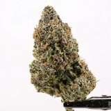 Teds Buds Bigs - Red Snapper - Image 2