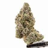 Teds Buds Bigs - Red Snapper