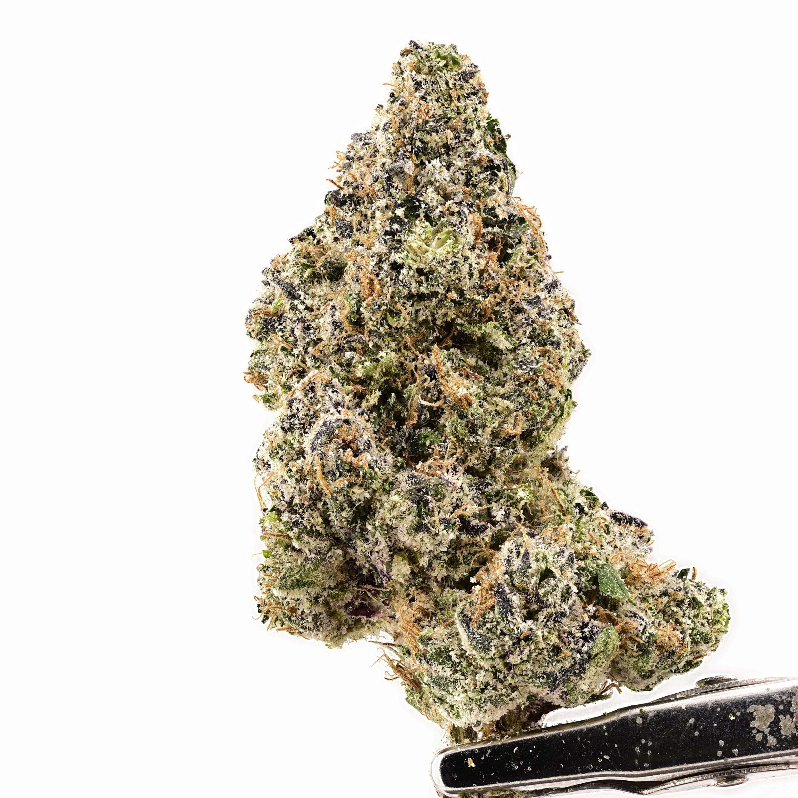 Method=A (R=1,S=1) Teds Buds Bigs - Red Snapper - Image 1