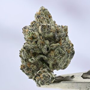 Wizard Trees- Black Bow