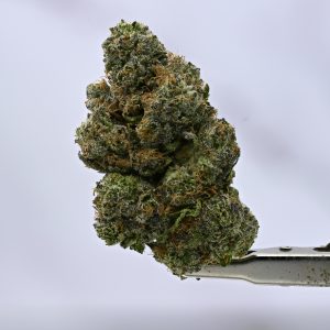 Bubblegum