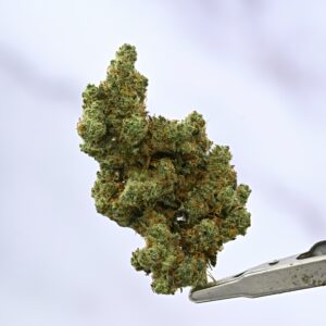 Woodwide - Dutch Treat