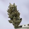 Gorilla Butter