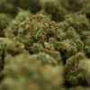 Northern Haze
