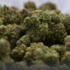 Mendoja Farms - OGZ #28