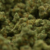 Woodwide - Dutch Treat - Image 3