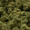 Woodwide - Dutch Treat