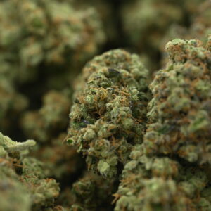 Nameless Genetics - Sour Runtz