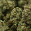 Nameless Genetics - Sour Runtz