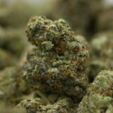 Lemon Blizzard - Image 3