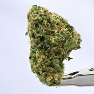 Preferred Gardens- Mixed Light Z