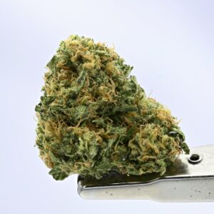 Preferred Gardens- Mixed Light Z
