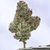 Teds Buds Bigs-  Torta Pounder