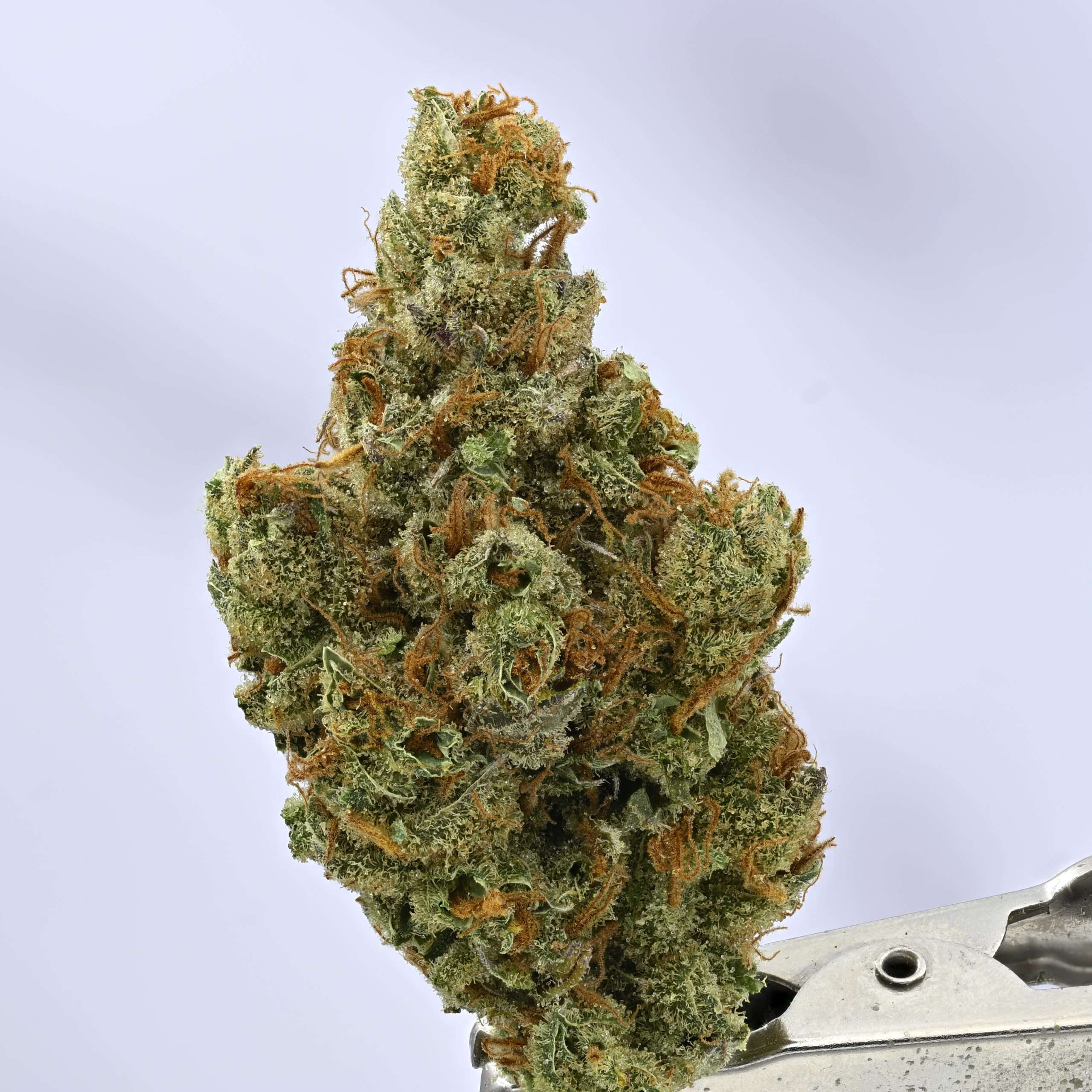 Stacked from 38 images. Method=C (S=1) Small Batch- Super Silver Haze - Image 1