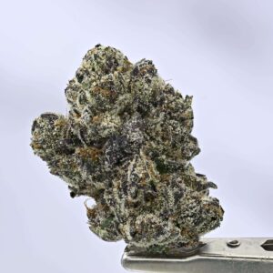 Wizard Trees- Black Bow