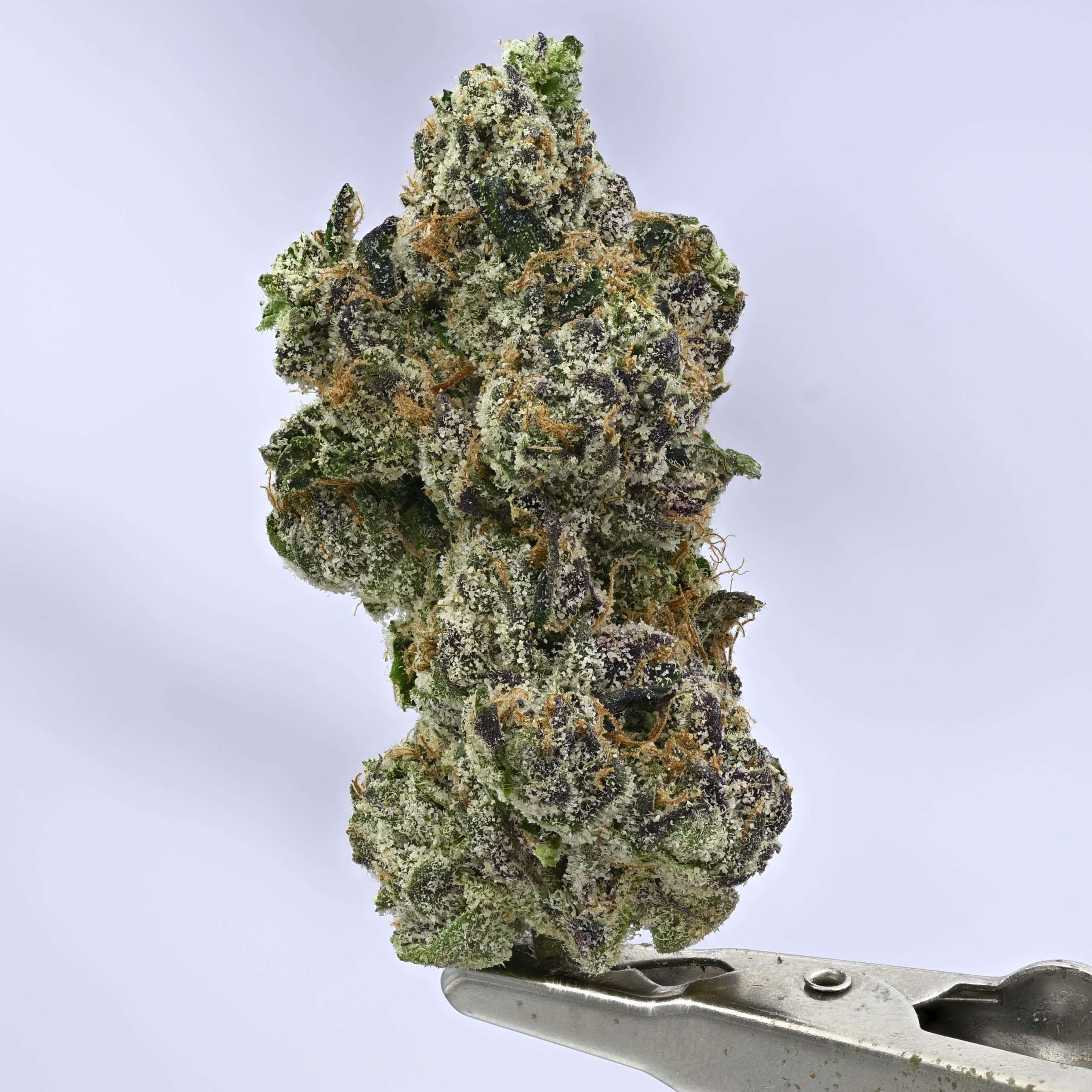 Stacked from 37 images. Method=C (S=1) Blueberry Zushi - Image 1