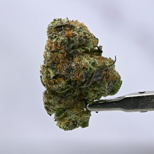 Bubblegum