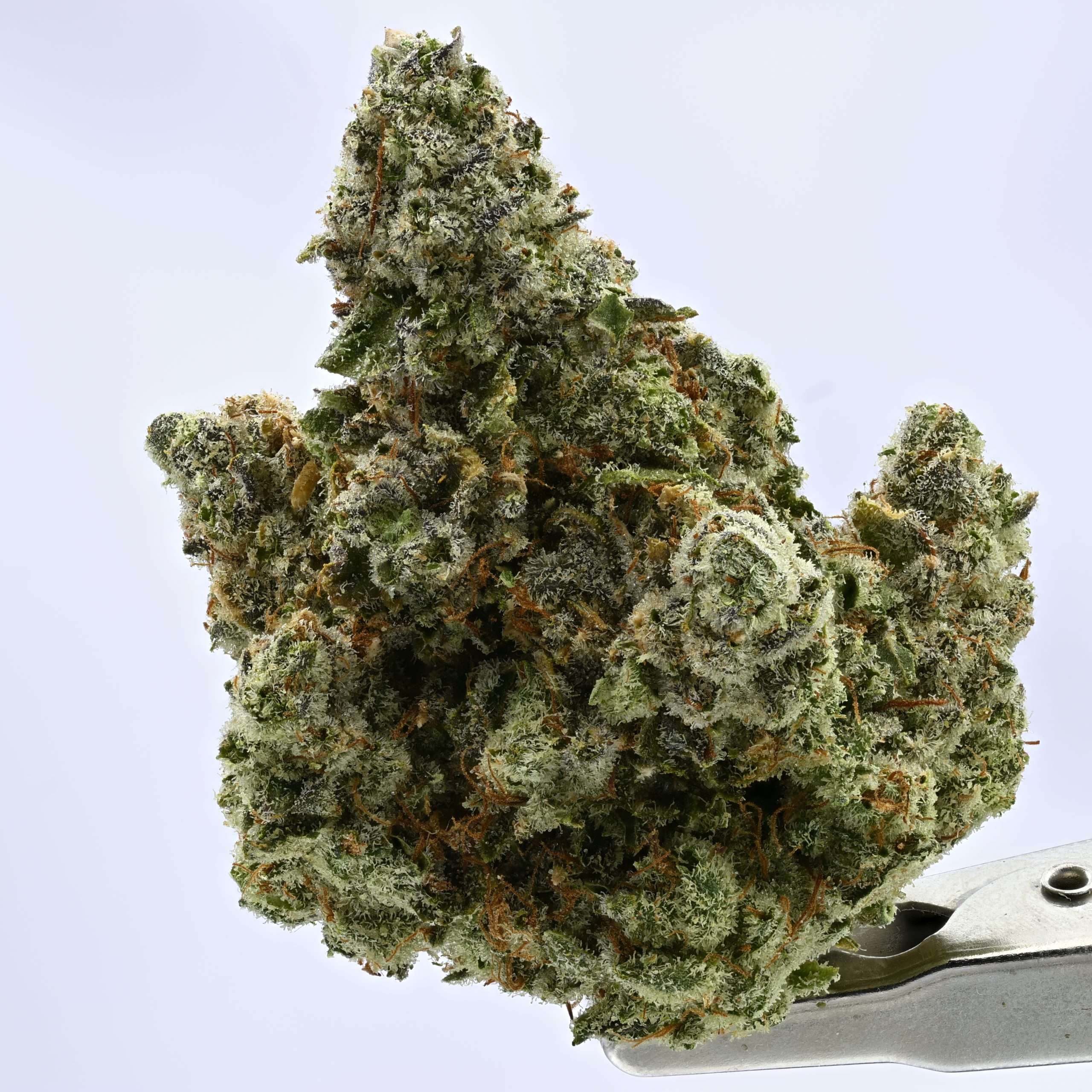 Stacked from 47 images. Method=C (S=1) Duct Butter - Image 1