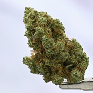 Woodwide - Dutch Treat