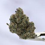 Not Your Cousins LCG